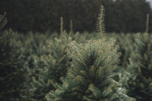 Christmas Trees - Nova Scotia Balsam Fir